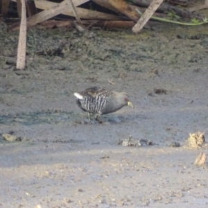 Porzana fluminea at Fyshwick, ACT - 1 Mar 2019 08:06 AM