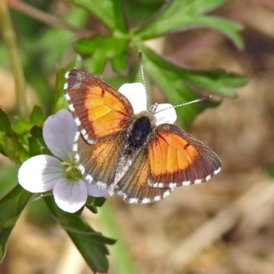 Lucia limbaria (Chequered Copper) at Gordon, ACT - 8 Mar 2019 by RodDeb