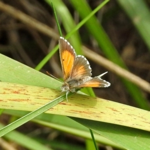 Lucia limbaria at Gordon, ACT - 8 Mar 2019 01:32 PM