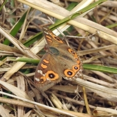 Junonia villida (Meadow Argus) at Point Hut Pond - 8 Mar 2019 by RodDeb