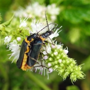 Chauliognathus lugubris at Gordon, ACT - 8 Mar 2019