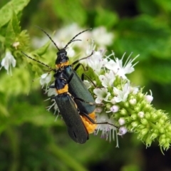 Chauliognathus lugubris at Gordon, ACT - 8 Mar 2019