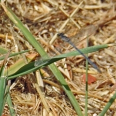 Ischnura heterosticta at Gordon, ACT - 8 Mar 2019