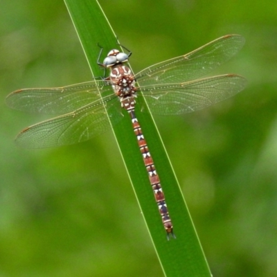 Austroaeschna unicornis (Unicorn Darner) at Gordon, ACT - 8 Mar 2019 by RodDeb