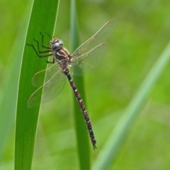 Austroaeschna unicornis at Gordon, ACT - 8 Mar 2019