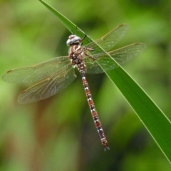 Austroaeschna unicornis at Gordon, ACT - 8 Mar 2019