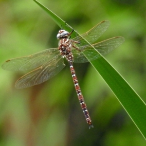 Austroaeschna unicornis at Gordon, ACT - 8 Mar 2019