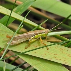 Bermius brachycerus (A grasshopper) at Gordon, ACT - 8 Mar 2019 by RodDeb