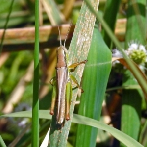 Bermius brachycerus at Gordon, ACT - 8 Mar 2019 01:33 PM