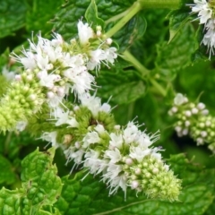 Mentha spicata (Garden Mint) at Point Hut Pond - 8 Mar 2019 by RodDeb