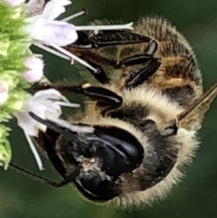 Apis mellifera (European honey bee) at Monash, ACT - 9 Mar 2019 by jackQ
