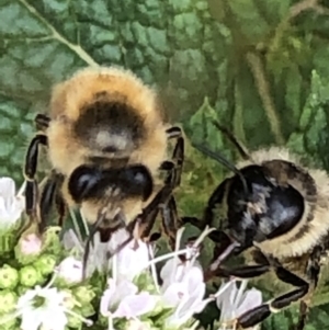 Apis mellifera at Monash, ACT - 9 Mar 2019