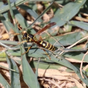 Polistes (Polistes) chinensis at Gordon, ACT - 8 Mar 2019 02:13 PM