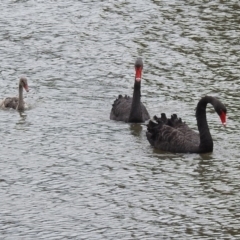 Cygnus atratus (Black Swan) at Point Hut Pond - 8 Mar 2019 by RodDeb