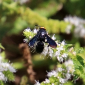 Scolia (Discolia) verticalis at Gordon, ACT - 8 Mar 2019 02:15 PM