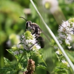 Isodontia sp. (genus) (Unidentified Grass-carrying wasp) at Gordon, ACT - 8 Mar 2019 by RodDeb