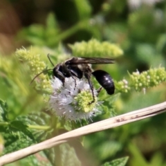 Isodontia sp. (genus) at Gordon, ACT - 8 Mar 2019