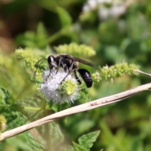 Isodontia sp. (genus) at Gordon, ACT - 8 Mar 2019 02:11 PM