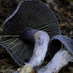 Cortinarius kioloensis at Box Cutting Rainforest Walk - 1 Jul 2018 by Teresa