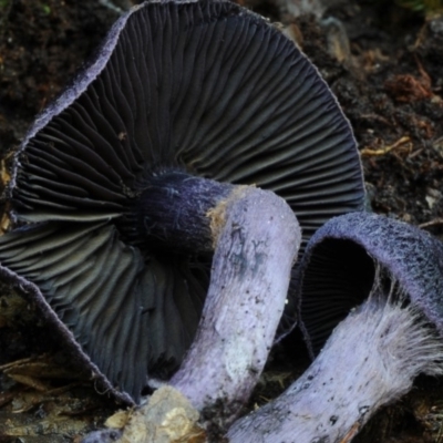 Cortinarius kioloensis at Box Cutting Rainforest Walk - 1 Jul 2018 by Teresa