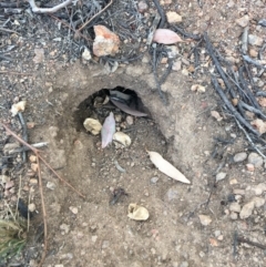 Pogona barbata (Eastern Bearded Dragon) at Hughes, ACT - 9 Mar 2019 by KL