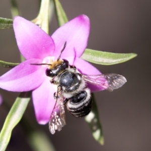 Megachile (Eutricharaea) maculariformis at Acton, ACT - 19 Feb 2019 09:46 AM