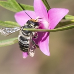 Megachile (Eutricharaea) maculariformis at Acton, ACT - 19 Feb 2019 09:46 AM