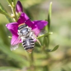 Megachile (Eutricharaea) maculariformis at Acton, ACT - 19 Feb 2019 09:46 AM