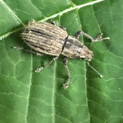 Naupactus leucoloma (White-fringed weevil) at Monash, ACT - 9 Mar 2019 by jackQ