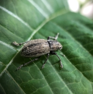 Naupactus leucoloma at Monash, ACT - 9 Mar 2019 08:06 PM