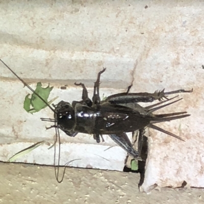 Teleogryllus commodus (Black Field Cricket) at Monash, ACT - 9 Mar 2019 by jackQ