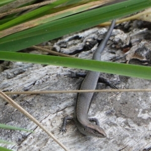 Lampropholis delicata at Deakin, ACT - 9 Mar 2019