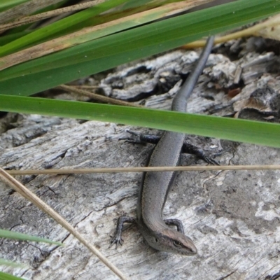 Lampropholis delicata (Delicate Skink) at Deakin, ACT - 9 Mar 2019 by JackyF