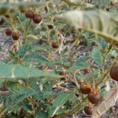 Solanum cinereum at Hughes, ACT - 9 Mar 2019