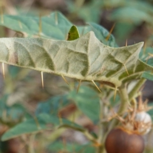 Solanum cinereum at Hughes, ACT - 9 Mar 2019 06:18 PM