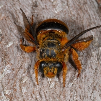 Amegilla (Asaropoda) bombiformis (Teddy Bear Bee) at Kioloa, NSW - 9 Mar 2019 by DerekC