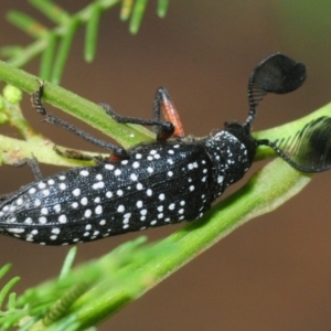 Rhipicera (Agathorhipis) femorata at Weetangera, ACT - 9 Mar 2019