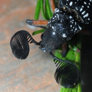 Rhipicera (Agathorhipis) femorata at Weetangera, ACT - 9 Mar 2019