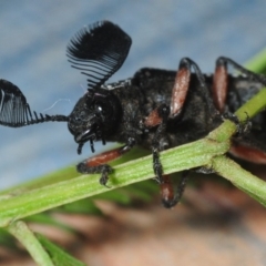 Rhipicera (Agathorhipis) femorata at Weetangera, ACT - 9 Mar 2019