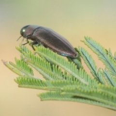 Melobasis sp. (genus) (Unidentified Melobasis jewel Beetle) at The Pinnacle - 8 Mar 2019 by Harrisi