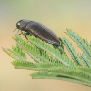 Melobasis sp. (genus) at Weetangera, ACT - 8 Mar 2019