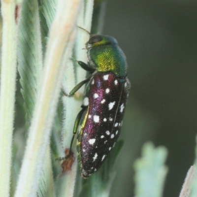 Diphucrania leucosticta (White-flecked acacia jewel beetle) at The Pinnacle - 8 Mar 2019 by Harrisi