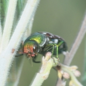 Diphucrania leucosticta at Weetangera, ACT - 8 Mar 2019