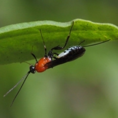 Pristomerus sp. (genus) at Acton, ACT - 8 Mar 2019