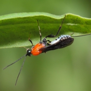 Pristomerus sp. (genus) at Acton, ACT - 8 Mar 2019 02:33 PM