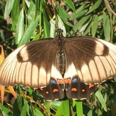 Papilio aegeus (Orchard Swallowtail, Large Citrus Butterfly) at Mirador, NSW - 10 Mar 2019 by hynesker1234