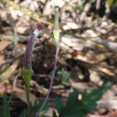 Arrhenechthites mixtus (Purple Fireweed) at Cotter River, ACT - 9 Mar 2019 by RWPurdie