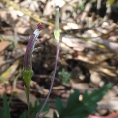 Arrhenechthites mixtus (Purple Fireweed) at Cotter River, ACT - 8 Mar 2019 by RWPurdie