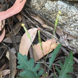 Arrhenechthites mixtus at Cotter River, ACT - 9 Mar 2019 12:00 AM