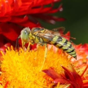 Bembix sp. (genus) at Acton, ACT - 8 Mar 2019